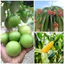 PHÂN BÓN Raw Rin NPK 15-5-25 - Công nghệ Tháp Cao hàng đầu thế giới ( đóng túi 1kg)