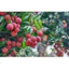Phân bón hữu cơ Raw Rin Hà Lan dùng cho tất cả các loại cây trồng bao 10kg