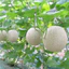 Phân bón CANXI -KALIBO bao 20kg Raw Rin Kích Thích Ra Hoa Đồng Loạt,Tăng Đậu Quả, Chống Rụng Trái
