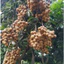 Phân bón hữu cơ đức dùng cho cây sầu riêng, cà phê, hoa hồng m, hoa giấy, cây cảnh... đóng bao 10kg