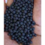 Phân bón Rawrin Humic Viên nhập khẩu (gói 5kg) siêu kích rễ xanh lá mập cành, tơi xốp cải tạo đât