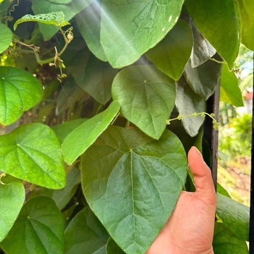 Lá sương sâm tươi ( sương sâm lông )