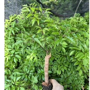 Cây giống Đinh lăng Ta (chuẩn giống)- hoạt huyết, cải thiện trí nhớ [Mua combo tặng kèm 1 cây giống dược liệu bất kỳ]
