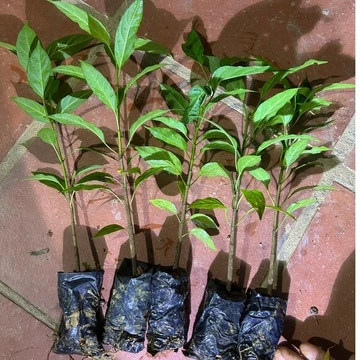 Cây giống dây thìa canh lá lớn (hỗ trợ ổn định đường huyết) [Combo 5 vs 10 tặng kèm 1 cây dược liệu bất kỳ]