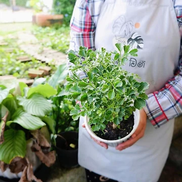 Cây Đinh Lăng lá Tròn/ Đinh Lăng Đồng tiền trang trí phong thủy, làm dược liệu