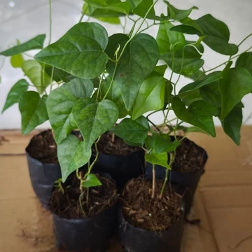 Dây Sương Sâm Tươi Cành Giống Sương Sâm(5 bầu Sâm Trơn) .