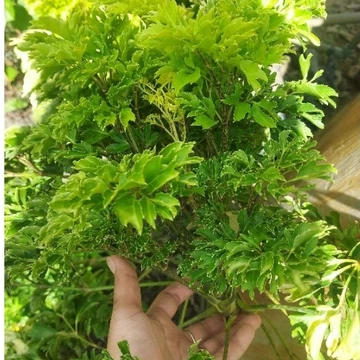 1kg Cành Lá Đinh Lăng tươi nhà trồng không phun xịt dùng làm nguyên liệu y dược hoặc ăn uống an toàn
