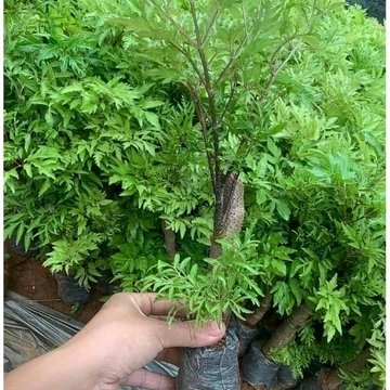 Combo 10 cây đinh lăng cây giống đinh lăng chất lượng