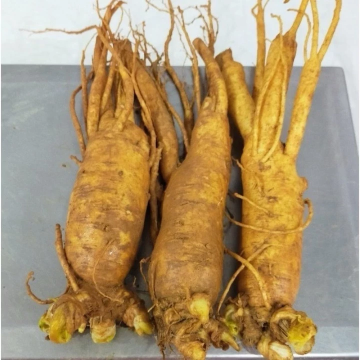 Sâm tươi Hàn Quốc ngâm mật ong 3 củ =500g, sâm trụi, nhân sâm hầm gà, sâm, sâm Hàn Quốc bồi bổ sức khỏe