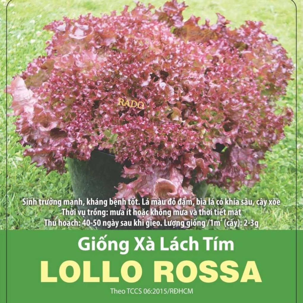 Nhiều Loại Hạt Giống Xà Lách – Giống F1 – Rau Salad Giòn Ngọt – Dễ Chăm Sóc