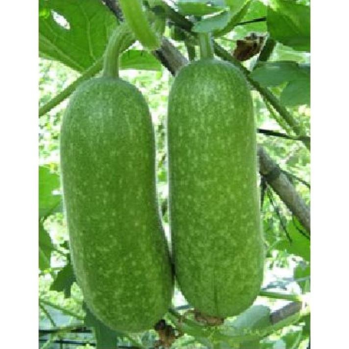 Hạt Giống Bí Đao Chanh – F1 Năng Suất Cao – Ít Sâu Bệnh – Thu Hoạch 65–75 Ngày