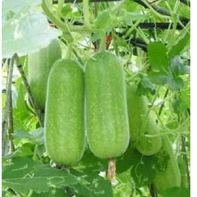 Hạt Giống Bí Đao Chanh – F1 Năng Suất Cao – Ít Sâu Bệnh – Thu Hoạch 65–75 Ngày