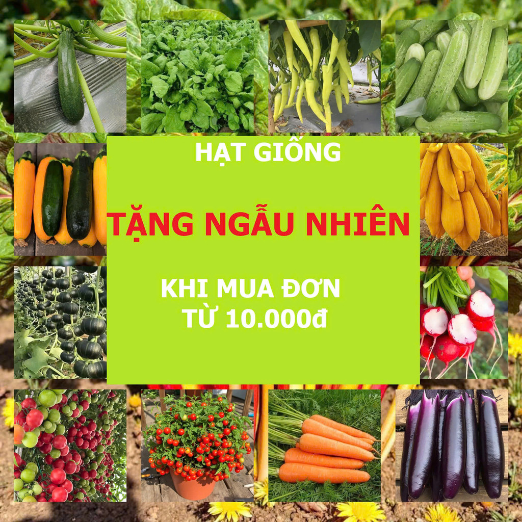 [QUÀ TẶNG] Hạt Giống Rau Ngẫu Nhiên – Hàng Tặng Không Bán1