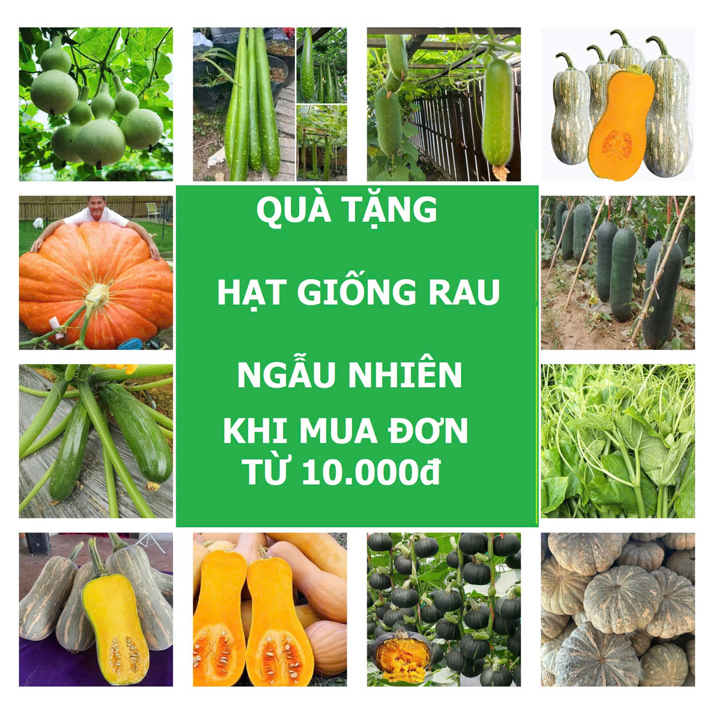 [QUÀ TẶNG] Hạt Giống Rau Ngẫu Nhiên – Hàng Tặng Không Bán