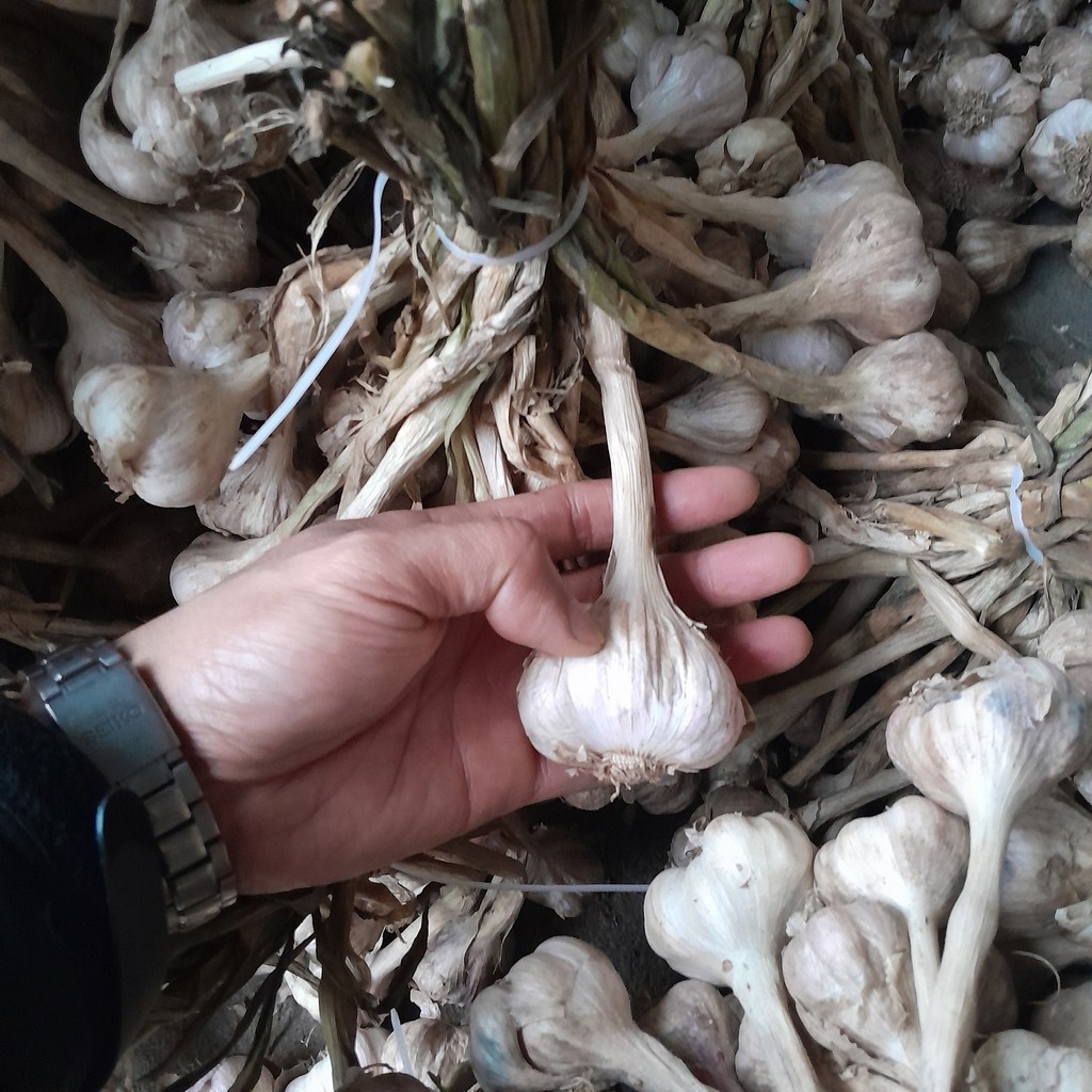 Tỏi ta khô kinh môn 3kg Hải Dương .