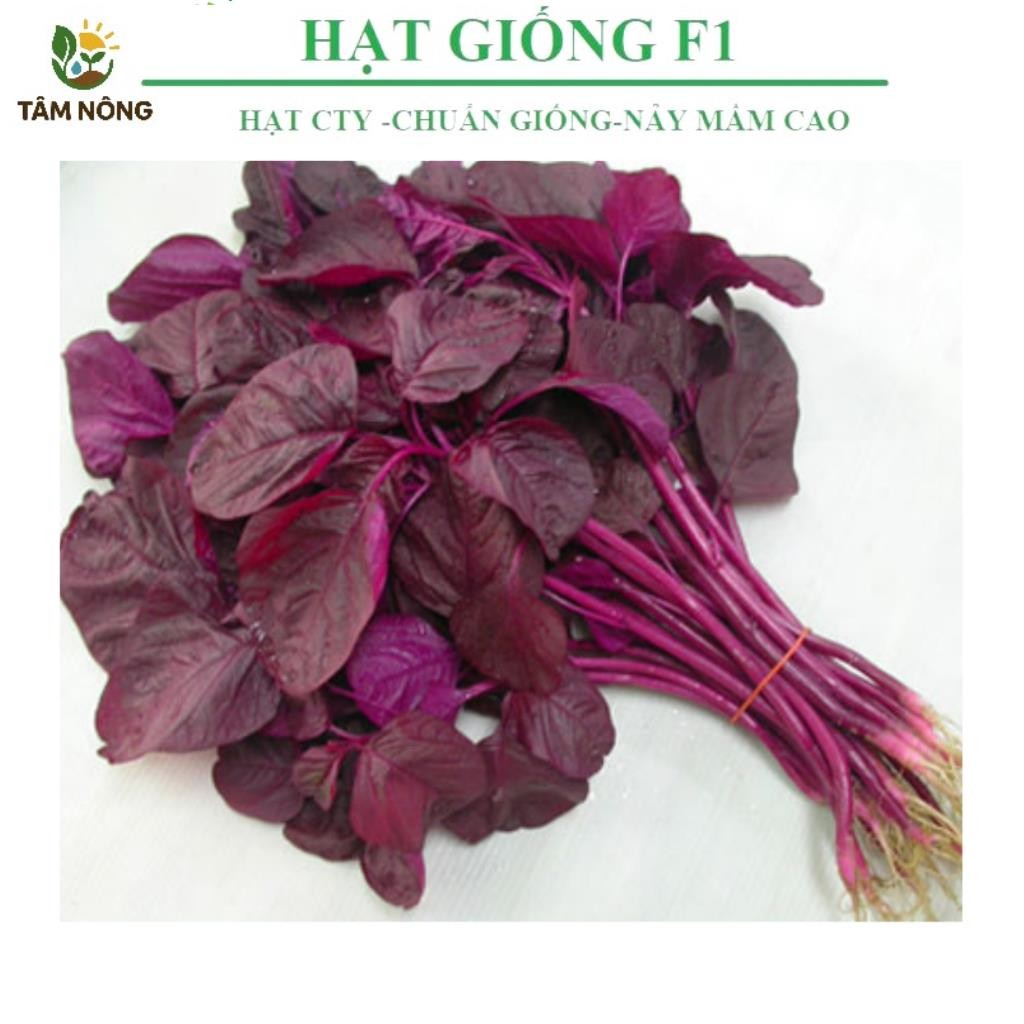 Hạt giống rau dền đỏ dinh dưỡng cao, rau dền đỏ cao sản dễ trồng kháng ...