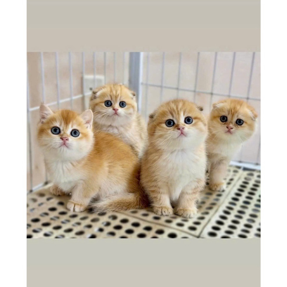 GIÁ HỦY DIỆT-Hạt dinh dưỡng cho chó mèo Ninacat (CAM ĐEN XANH). SHOPEE TRỢ GIÁ