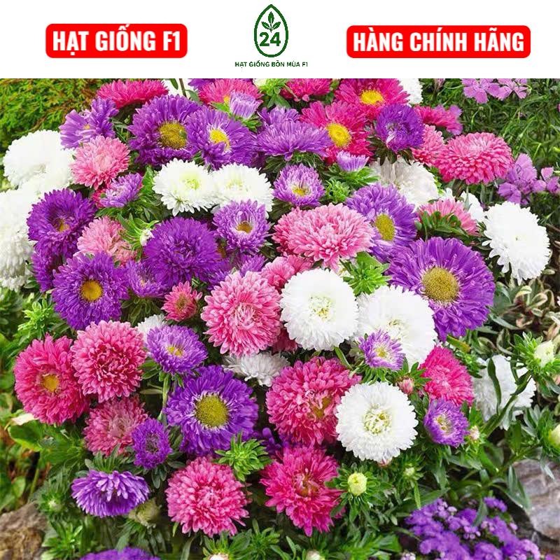 Hạt Giống Hoa Cúc Magic Nhiều Màu – Bông To Rực Rỡ, Dễ Trồng, Nở Quanh ...