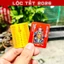 ⭐RƯỚC LỘC⭐ COMBO 10 Thẻ kim bài thái tuế 2026 [bằng plastic]