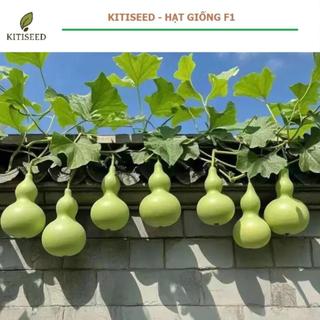 Hạt Giống Bầu Hồ Lô Quả To F1 Năng Suất Cao, Dễ Trồng, Cho Trái Đẹp Lạ