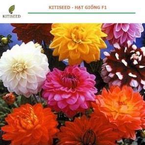 Hạt Giống Hoa Thược Dược Mix Nhiều Màu | Hoa Lớn, Sai Bông, Dễ Trồng