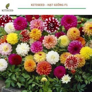 Hạt Giống Hoa Thược Dược Mix Nhiều Màu | Hoa Lớn, Sai Bông, Dễ Trồng