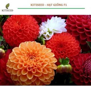 Hạt Giống Hoa Thược Dược Mix Nhiều Màu | Hoa Lớn, Sai Bông, Dễ Trồng