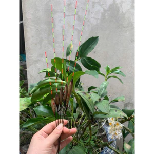 Phao cỏ lau Bạch Lôi Chuyên chép, trắm, diếc, rô mã A01-A013 gahayyyy