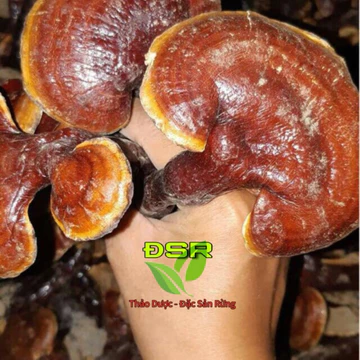 [ 500gr ] Nấm Lim Xanh Hàng Chuẩn - Đặc sản rừng 14 , Thảo dược ĐSR 14