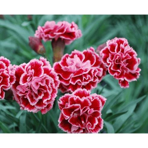 Hạt Giống Hoa Cẩm Chướng Kép Mix Đủ Màu Cực Dễ Nảy Mầm