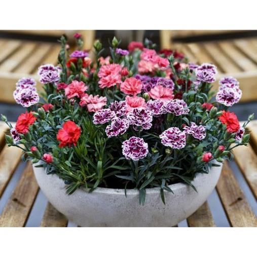 Hạt Giống Hoa Cẩm Chướng Kép Mix Đủ Màu Cực Dễ Nảy Mầm