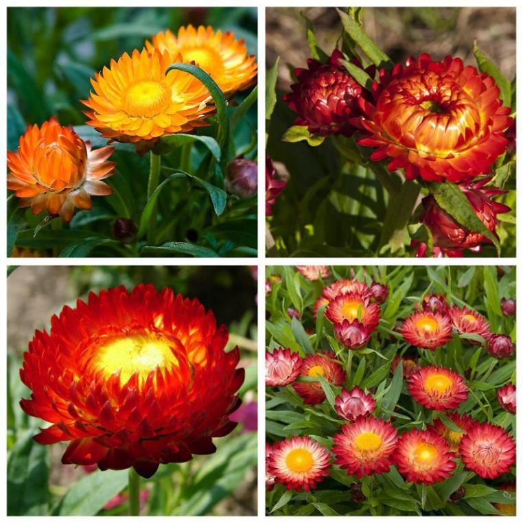 Hạt Giống Hoa Cúc Bất Tử Kép – Loài Hoa Bất Tử Strawflower
