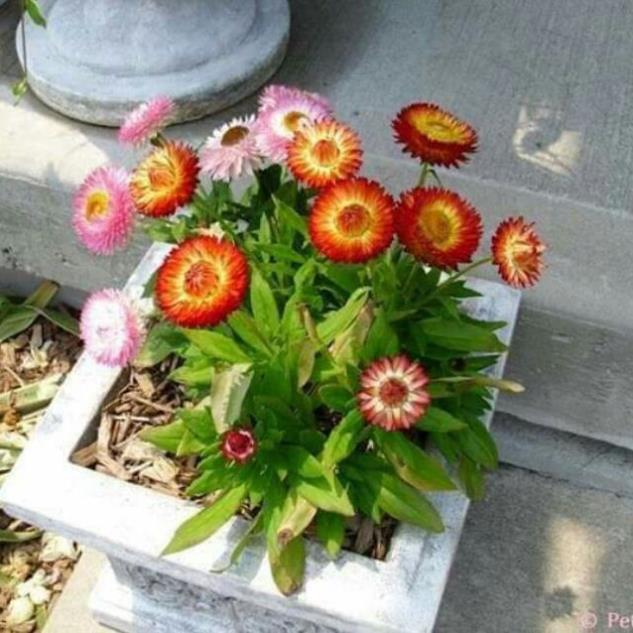 Hạt Giống Hoa Cúc Bất Tử Kép – Loài Hoa Bất Tử Strawflower