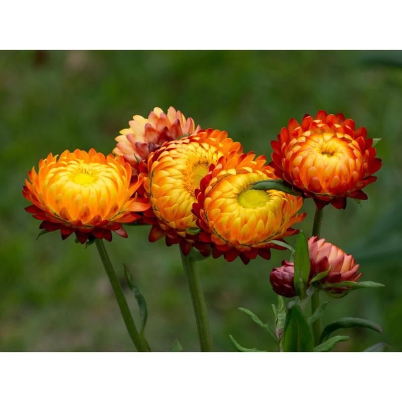 Hạt Giống Hoa Cúc Bất Tử Kép – Loài Hoa Bất Tử Strawflower