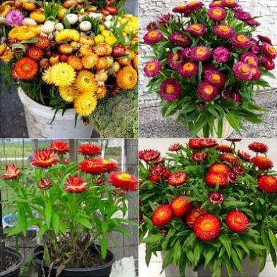 Hạt Giống Hoa Cúc Bất Tử Kép – Loài Hoa Bất Tử Strawflower