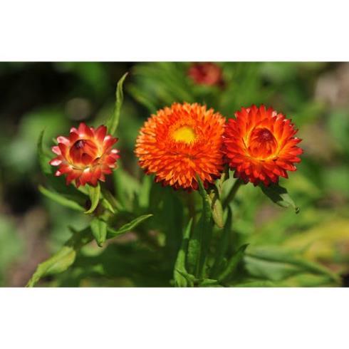 Hạt Giống Hoa Cúc Bất Tử Kép – Loài Hoa Bất Tử Strawflower