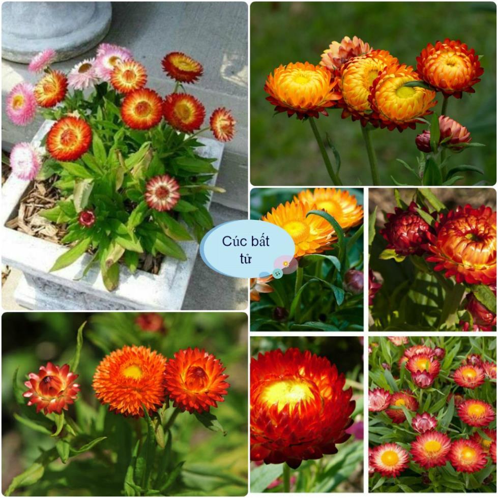 Hạt Giống Hoa Cúc Bất Tử Kép – Loài Hoa Bất Tử Strawflower