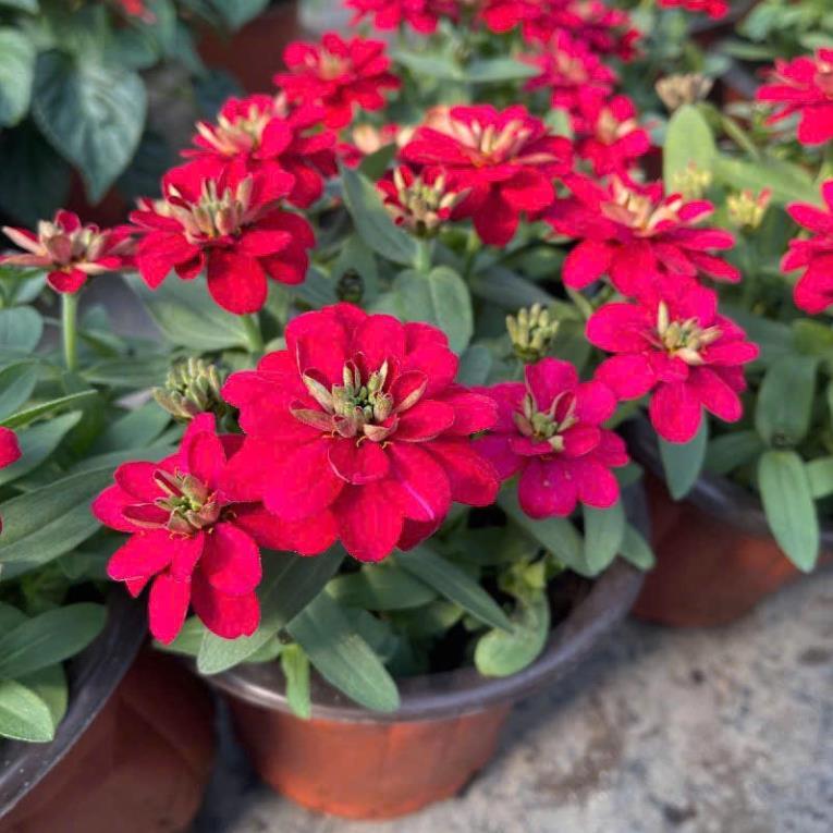 HẠT GIỐNG HOA CÚC LÁ NHÁM MIX – DỄ TRỒNG (Zinnia Elegans Mix