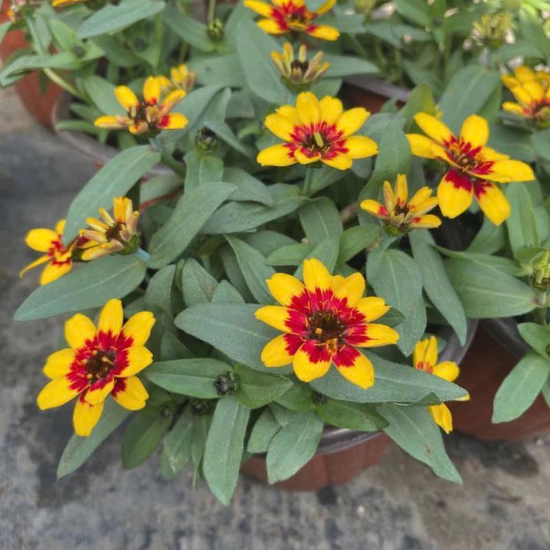 HẠT GIỐNG HOA CÚC LÁ NHÁM MIX – DỄ TRỒNG (Zinnia Elegans Mix