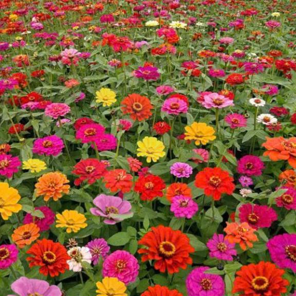 HẠT GIỐNG HOA CÚC LÁ NHÁM MIX – DỄ TRỒNG (Zinnia Elegans Mix