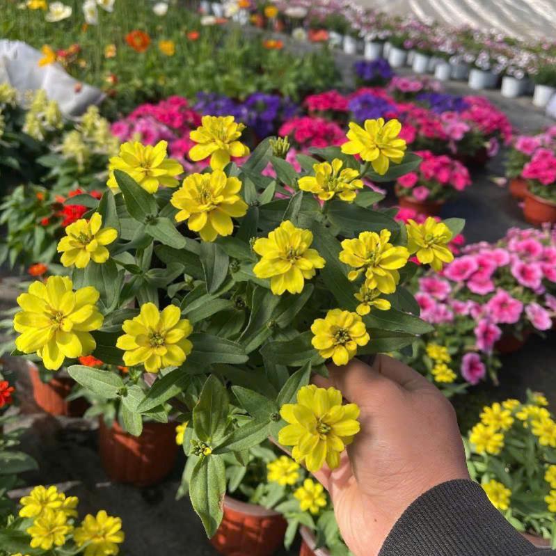 HẠT GIỐNG HOA CÚC LÁ NHÁM MIX – DỄ TRỒNG (Zinnia Elegans Mix