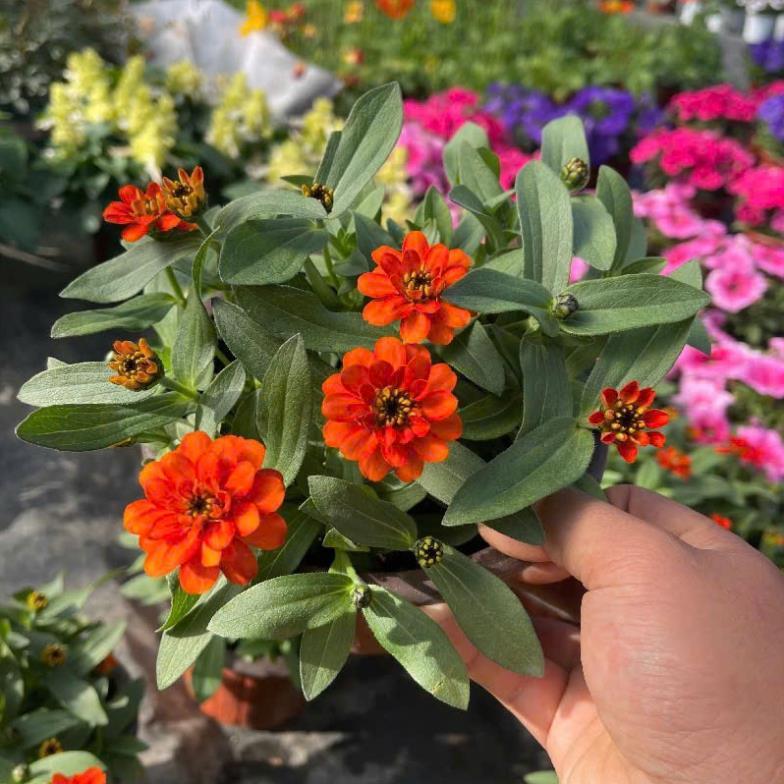 HẠT GIỐNG HOA CÚC LÁ NHÁM MIX – DỄ TRỒNG (Zinnia Elegans Mix