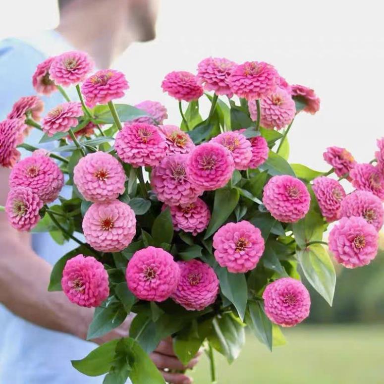 HẠT GIỐNG HOA CÚC LÁ NHÁM MIX BÔNG KÉP – NHIỀU MÀU SẮC