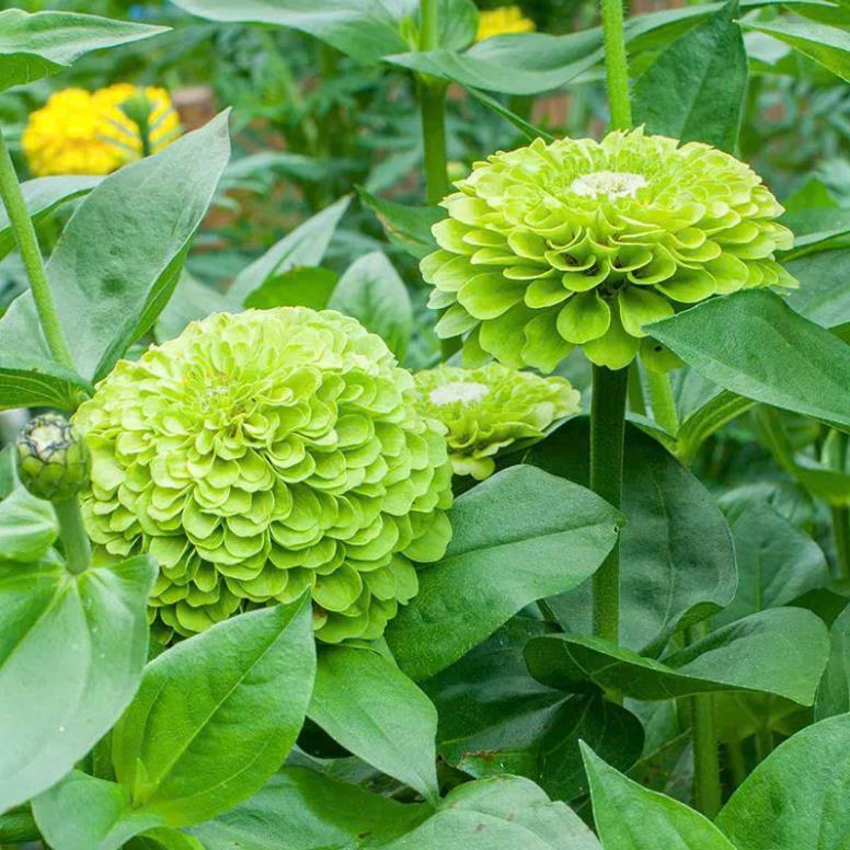 HẠT GIỐNG HOA CÚC LÁ NHÁM KÉP – BÔNG MÀU XANH NGỌC
