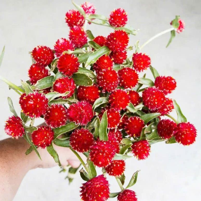 HẠT GIỐNG HOA CÚC BÁCH NHẬT – CÚC NÚT ÁO MÀU ĐỎ