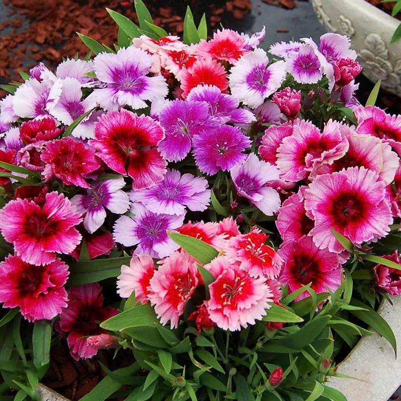 HẠT GIỐNG HOA CẨM CHƯỚNG KÉP mix đủ màu sắc: đỏ, hồng, cam, tím, trắng