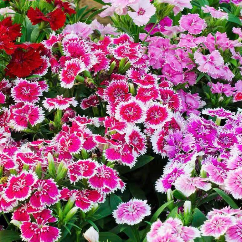 HẠT GIỐNG HOA CẨM CHƯỚNG KÉP mix đủ màu sắc: đỏ, hồng, cam, tím, trắng