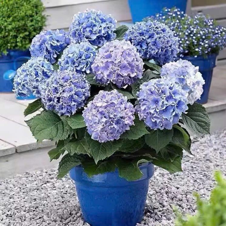 HẠT GIỐNG HOA CẨM TÚ CẦU LÙN NHIỆT ĐỚI – MIX MÀU