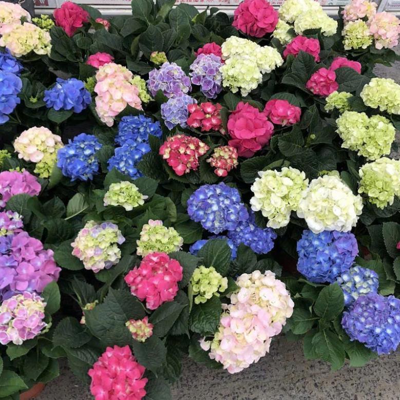 HẠT GIỐNG HOA CẨM TÚ CẦU LÙN NHIỆT ĐỚI – MIX MÀU