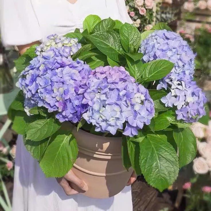 HẠT GIỐNG HOA CẨM TÚ CẦU LÙN NHIỆT ĐỚI – MIX MÀU